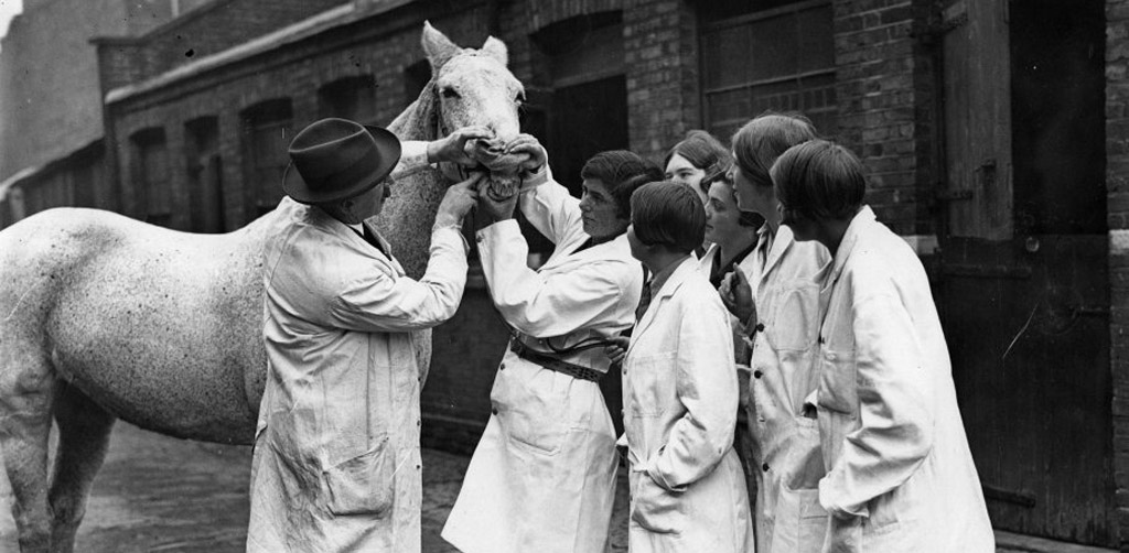 historia da medicina veterinaria