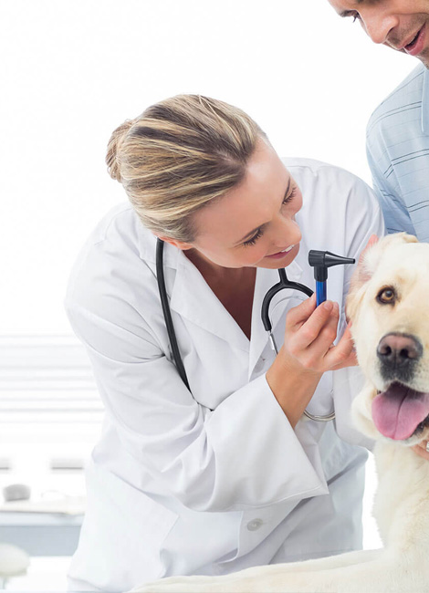 confecção de jaleco de veterinária feminino